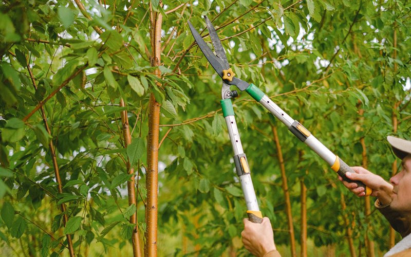 Tree trimming in Richford, VT