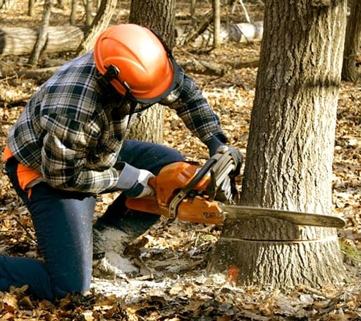 Tree Removal in Richford, VT